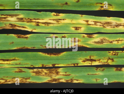 Net blotch Pyrenophora teres lesions on barley leaves Stock Photo
