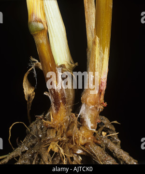 Fusarium foot rot Fusarium spp pink mycelium on wheat stem base Stock Photo