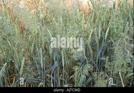 Silky bent Apera spica venti flowering in a wheat crop in ear Germany Stock Photo