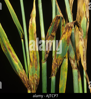 Barley leaf blotch or leaf scald (Rhynchosporium secalis) lesions on barley leaves Stock Photo