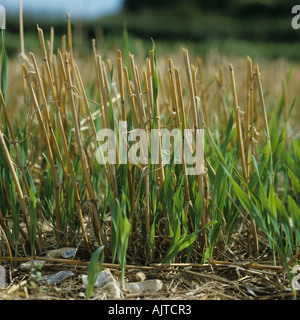 Volunteer cereals in stubble after cereal harvest Stock Photo - Alamy