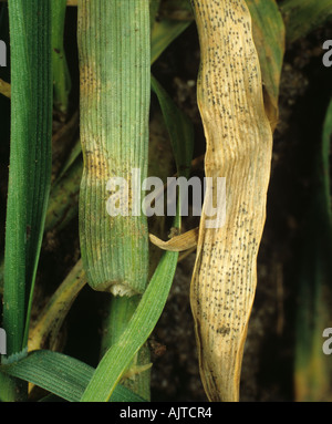 Septoria leaf spot Zymoseptoria tritici lesions pycnidia on wheat leaves Stock Photo