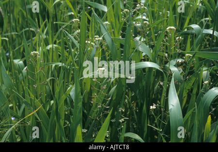 Shepherds purse Capsella bursa pastoris flowering in a wheat crop Stock Photo