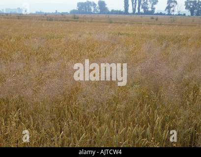 Silky bent grass Apera spica venti seeding in ripe wheat crop France Stock Photo
