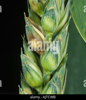 Ear blight or head scab Fusarium sp lesion on wheat ear grain Stock Photo