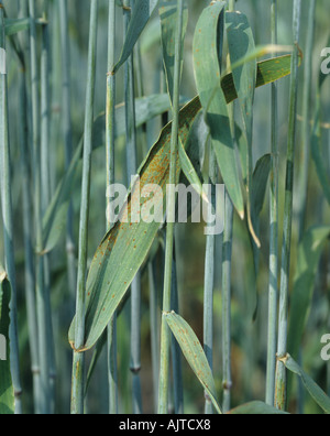 Brown rust Puccinia recondita f sp secale on rye leaf Stock Photo