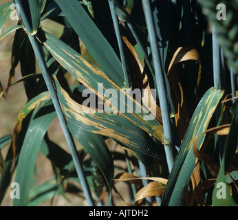 Septoria leaf spot Zymoseptoria tritici lesions on maturing wheat plant Stock Photo