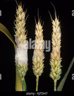 Head scab or ear blight Fusarium sp mycelium incubated on infected wheat ear Stock Photo