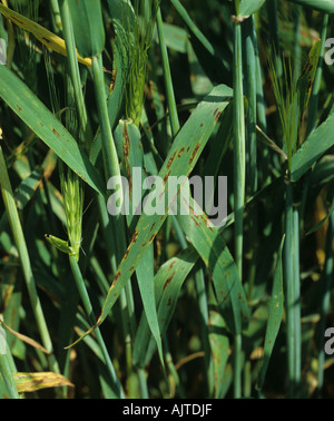 Net blotch Pyrenophora teres f sp teres lesions on barley flagleaves Stock Photo