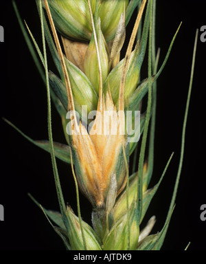 Head scab or ear blight Fusarium sp infected grain on bearded wheat ear Stock Photo