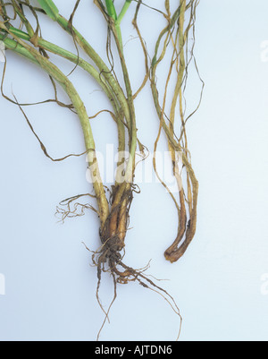 Barley seedlings infected with pink snow mould Michrodochium nivale Stock Photo