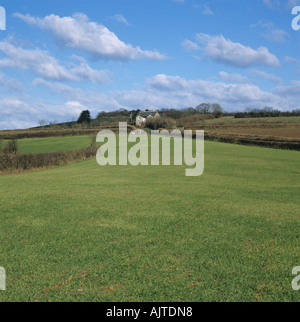 Barley yellow mosaic virus BaYMV patches of disease in young barley crop Stock Photo