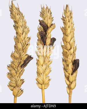 Ergot Claviceps purpurea replacing grain in ripe wheat ear Stock Photo