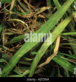 Barley yellow mosaic virus BaYMV symptoms in barley leaves Stock Photo