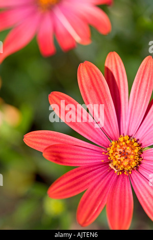 FLORAL PATTERN Stock Photo