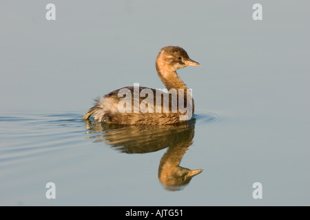 Young Little Grebe Stock Photo