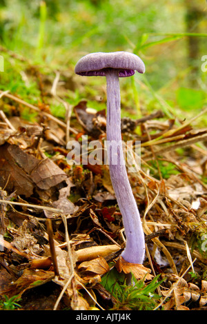 Single Amethyst Deceiver Violetter lacktrichterling fruiting body growing on a woodland floor Stock Photo