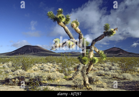Joshua tree, Cinder Cone in distance, Lava Beds area, Mojave Desert, Mojave National Preserve, California, USA Stock Photo