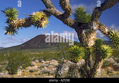 Joshua tree, Cinder Cone in distance, Lava Beds area, Mojave Desert, Mojave National Preserve, California, USA Stock Photo