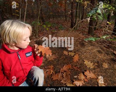 Young boy child in the forest examining a leaf with ants on it next to a very large ant hill near Breda the Netherlands Stock Photo