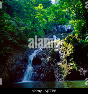 Argyll Falls Tobago Rainforest Stock Photo