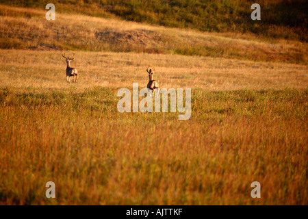 Two Mule Deer bucks bounding through a field in southwestern Alberta Canada Stock Photo