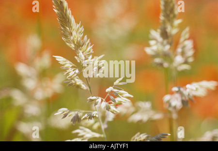 Close up of a stem of Yorkshire fog grass or Holcus lanatus in a field with Common poppies or Papaver rhoeas in background Stock Photo