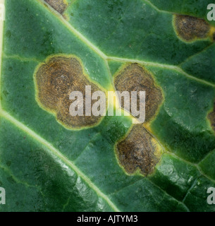 Ring spot Mycosphaerella brassicicola lesions on cabbage leaf Stock Photo