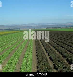 Mixed lettuce crop varieties in a huge field California USA Stock Photo