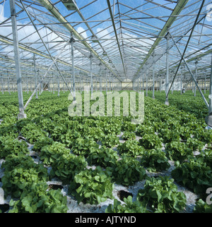 Round lettuces variety Salad Bowl growing without soil in hydroponic glasshouse Hertfordshire Stock Photo
