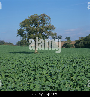 Young fodder turnip crop in fine autumn day Devon Stock Photo