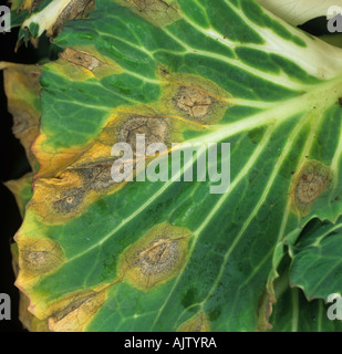 Ring spot Mycosphaerella brassicicola lesions on ornamental cabbage leaf Stock Photo