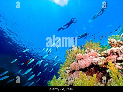 Surface swimmers and Lunar Fusiliers pass over a reef of soft broccoli coral near Sharm El Sheikh in the Egyptian Red Sea. Stock Photo