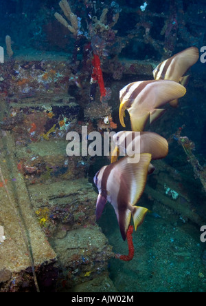 A formation of Golden Spadefish ascend the stairs of the Mbike shipwreck near the Florida Islands, part of the Solomon Islands. Stock Photo