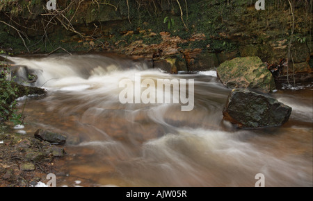 Forest Stream Stock Photo