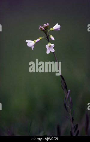 'Cuckoo flower' or 'Lady's Smock' [Cardamine pratensis], 'close up' wild flower against [dark green background], England, UK Stock Photo