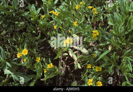 A flowering crop of niger Guizotia abyssinica used as a vegetable oil particularly in Ethiopia Stock Photo