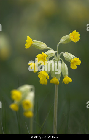 Cowslip [Primula veris], 'close up' of yellow flower growing in field, spring, England, UK Stock Photo