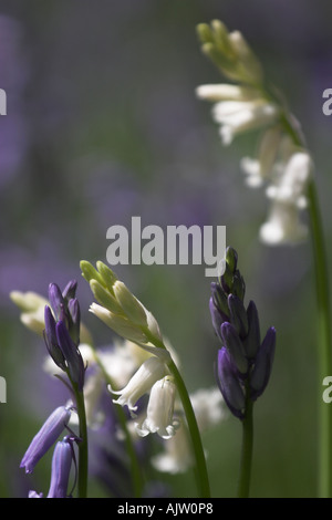 Common or English Bluebells [Hyacinthoides non-scripta], 'close up' of blue and white colour flowers in spring, England, UK Stock Photo