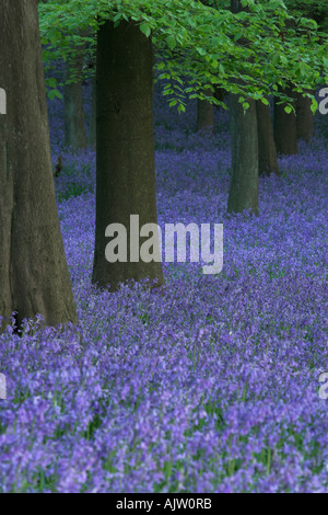 Bluebells [Hyacinthoides non-scripta] and line of [beech trees], spring woodland, England, UK Stock Photo