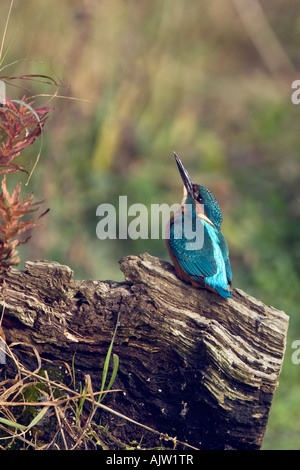 Kingfisher alcedo atthis on log looking up at sky Potton Bedfordshire Stock Photo