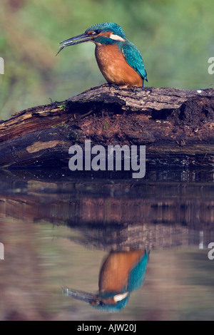 Kingfisher alcedo atthis on log with fish in beak and reflection in water Potton Bedfordshire Stock Photo