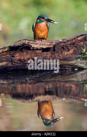 Kingfisher alcedo atthis on log with fish in beak and reflection in water Potton Bedfordshire Stock Photo