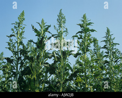 A crop of flowering sugar beet used for seed production Stock Photo