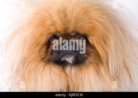 Pekingese dog having a bad hair day Stock Photo