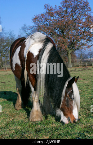 Irish Tinker Pony  Stock Photo