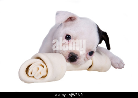 French bulldog puppy chewing on large rawhide bone isolated on white Stock Photo