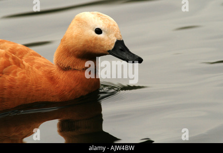 Male Ruddy Shelduck (Tadorna ferruginea) Stock Photo