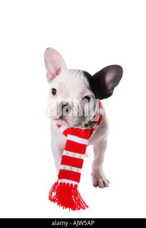 Adorable French Bulldog puppy wearing red and white scarf around neck Stock Photo