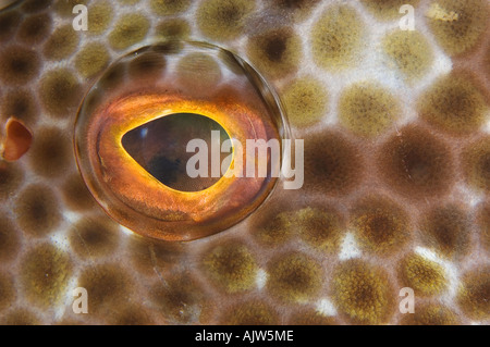 Honeycomb grouper eyeball Epinephelus merra Yap Micronesia Pacific Ocean Stock Photo